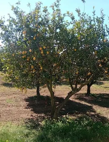 La Rossi With Pool 4